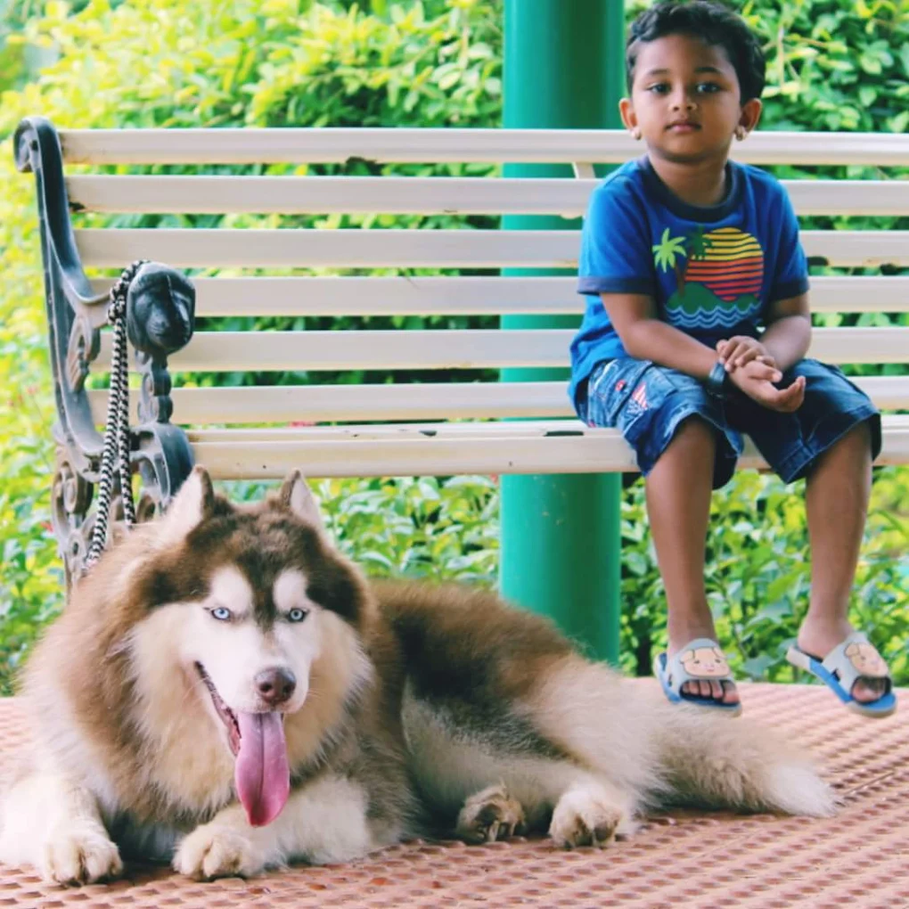German Shepherd Puppy