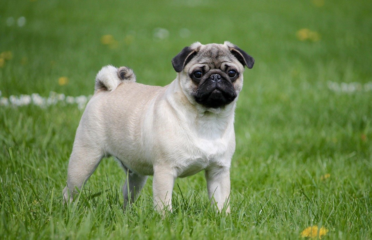 Muffin - Pug