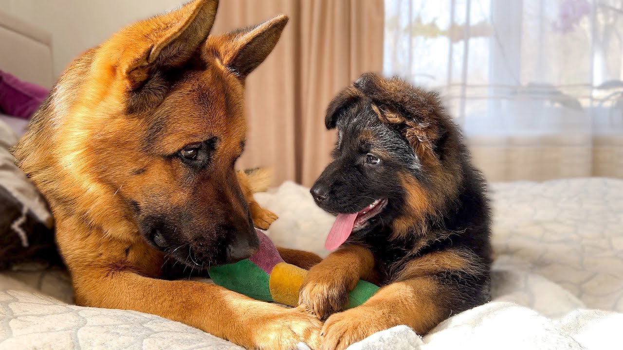 Rocky - German Shepherd