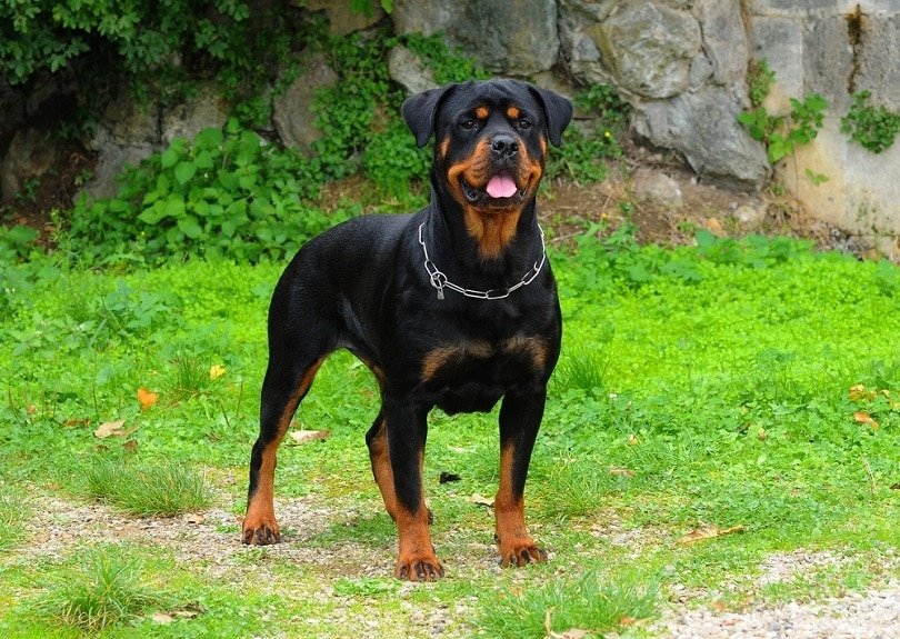 Bruno - Rottweiler