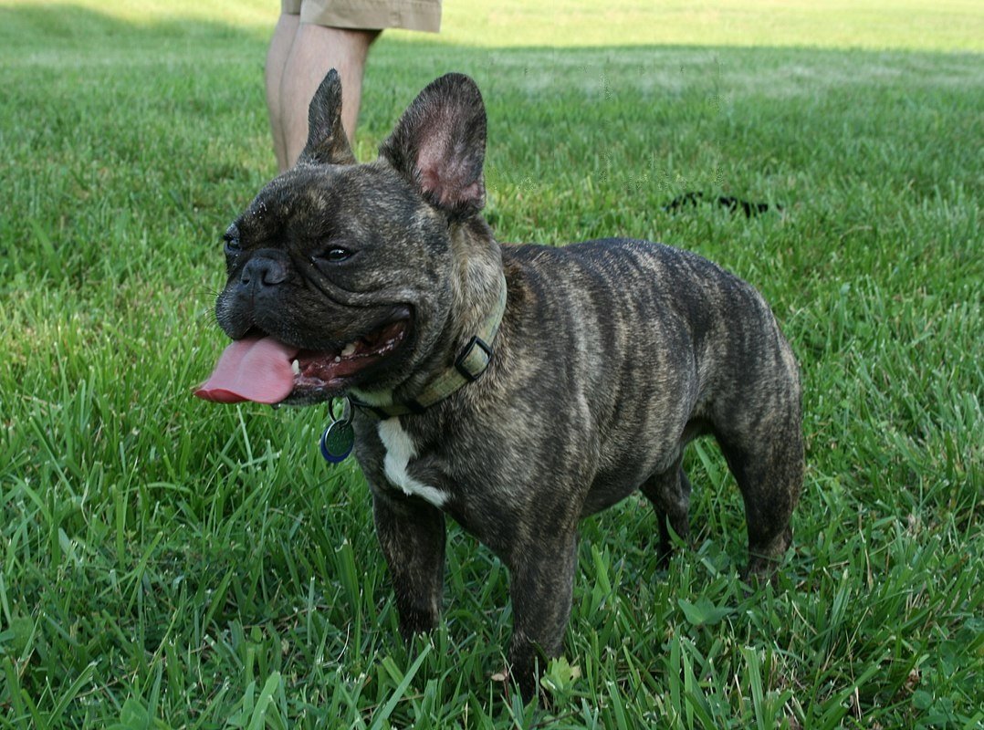 Coco - French Bulldog